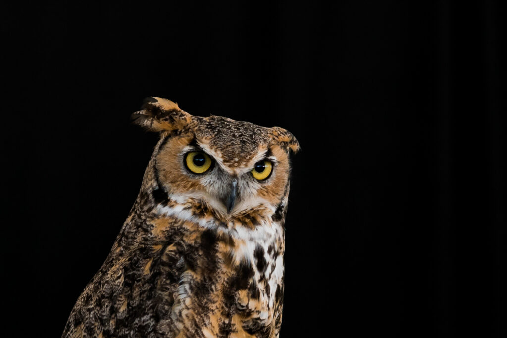 Professional photography, layout, design, creative direction, photo editing, commercial art, graphic design, layout, collateral material